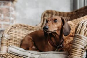 dachshund de pelo corto marron