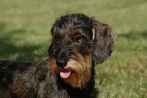 dachshund de pelo duro