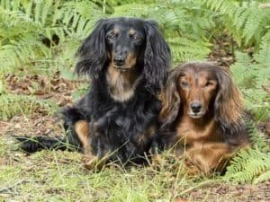 dos dachshunds de pelo largo