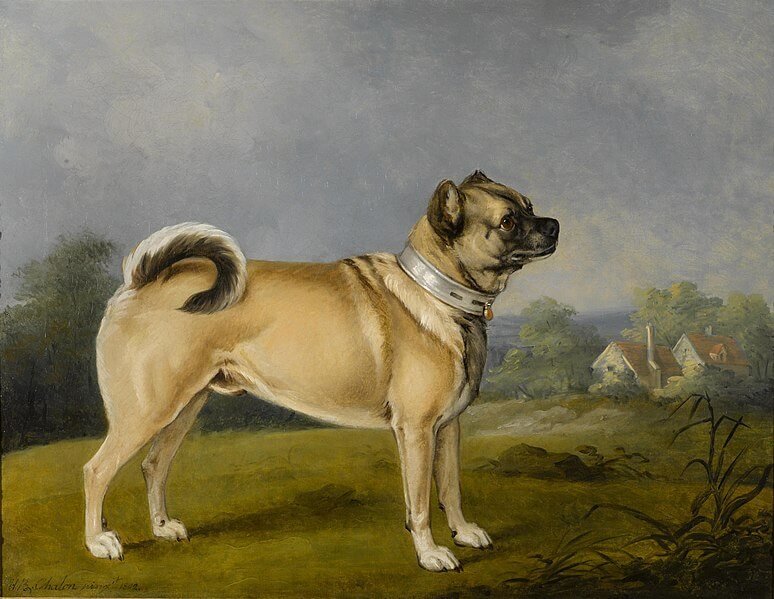 raza pug