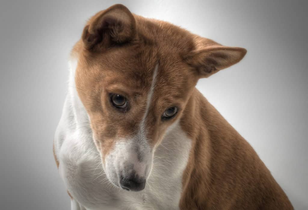 Un perro de la raza Basenji