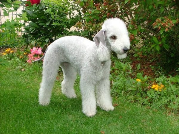 Bedlington Terrier es una de las razas de perros Hipoalergénicos