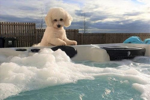 Bichon frise blanco hipoalergenico