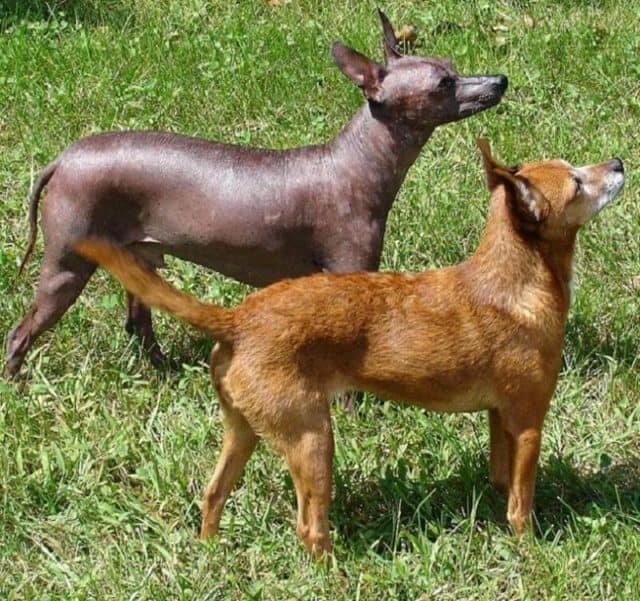 Dos Xoloitzcuintle: Mitad sin pelo y cubierta