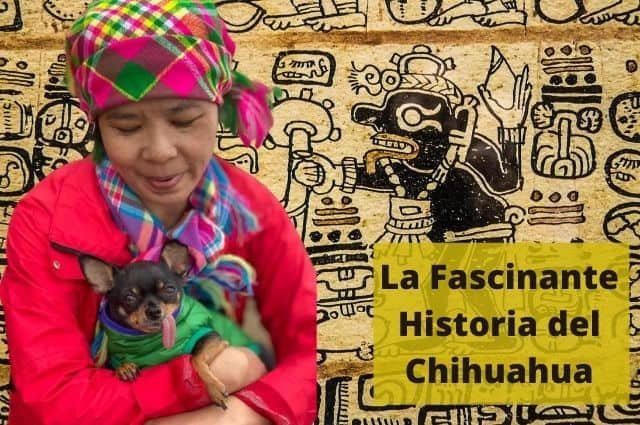 ¿Cómo se creó la Raza Chihuahua?  Historia y Cómo se Relaciona Contigo?