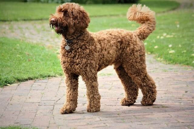 Labradoodle marrón de pelo corto