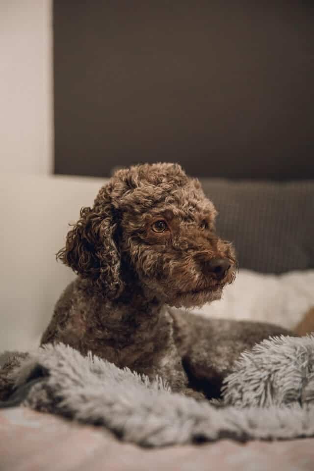 Lagotto Romagnolo