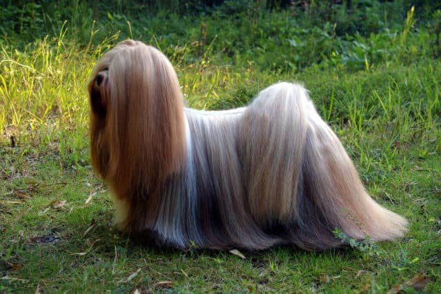 Lhasa Apso con pelo largo