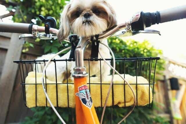 Lhasa Apso en una canasta de bicicletas