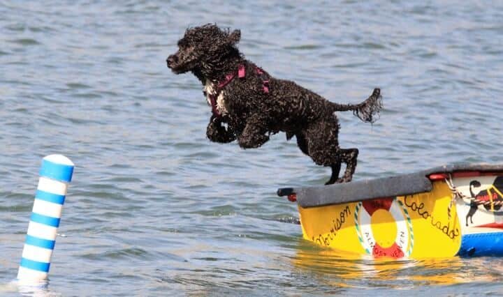 perro de agua portugues