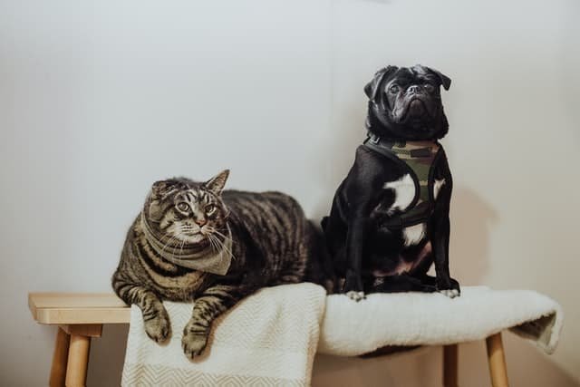 Pugs y Gatos ¿Se Llevan Bien. Un pug y gato sentados juntos