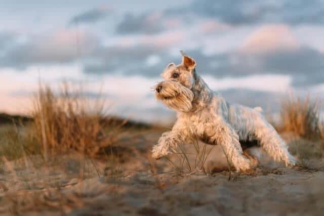  Schnauzer blanco miniatura