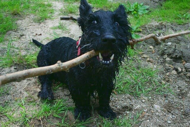 Lindo Terrier Escocés tratando de llamar la atención