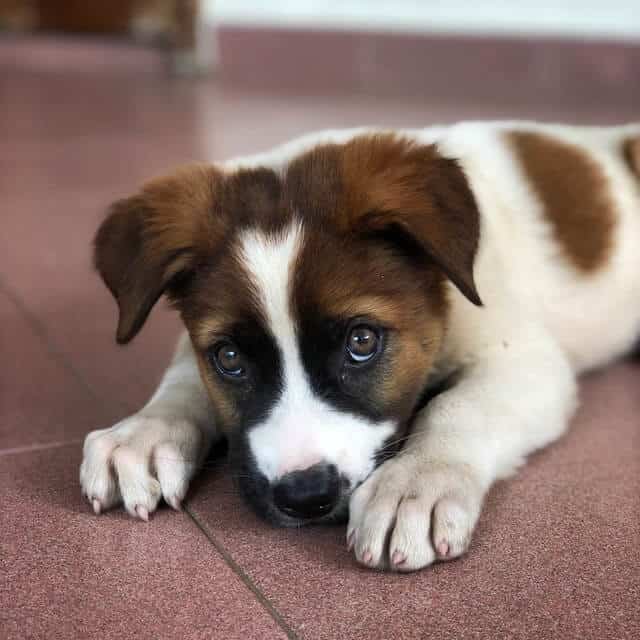 Ansiedad en tu perro puede causar que el coma caca