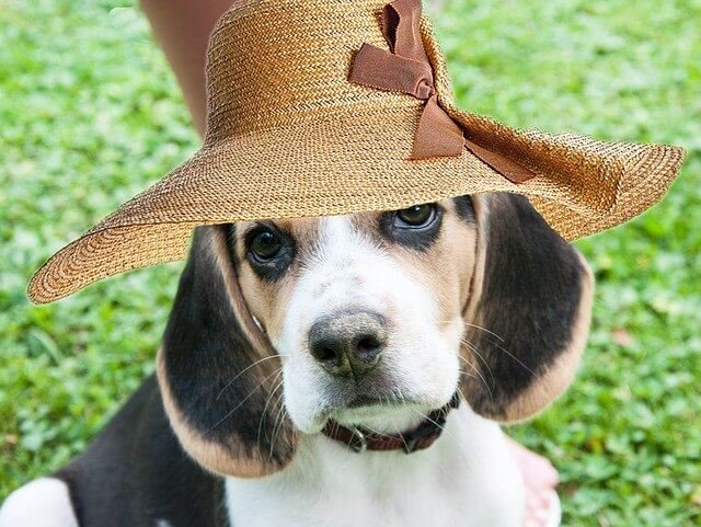 Cómo cuidar a tu beagle en temperaturas altas