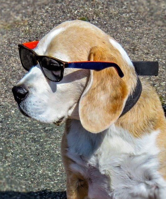 beagle como cuidarlo en verano