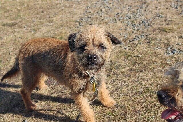 Pequeña Border Terrier mira a la cámara