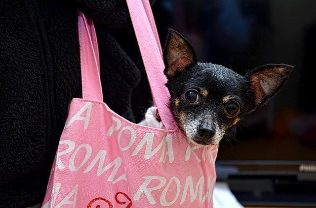 cachorro chihuahua en bolso de perros