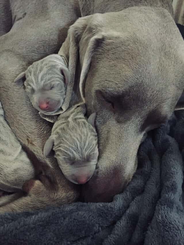 cachorros con su madre