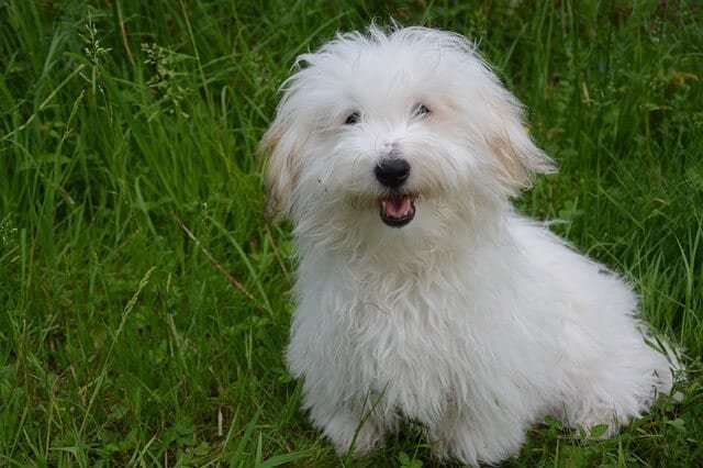 Cotón de Tuléar es una de los Razas de perros hipoalergénicas que no se les cae el pelo