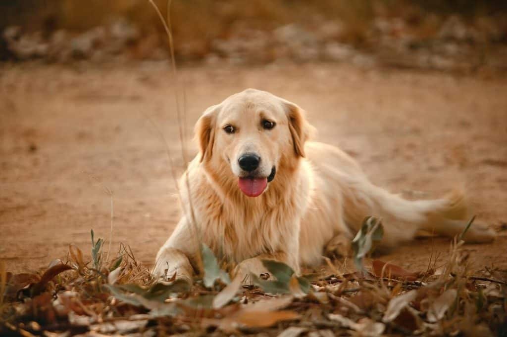 golden retriever