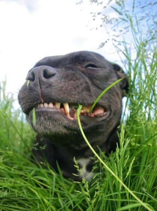 perro comiendo pasto, por que mi perro come hierba