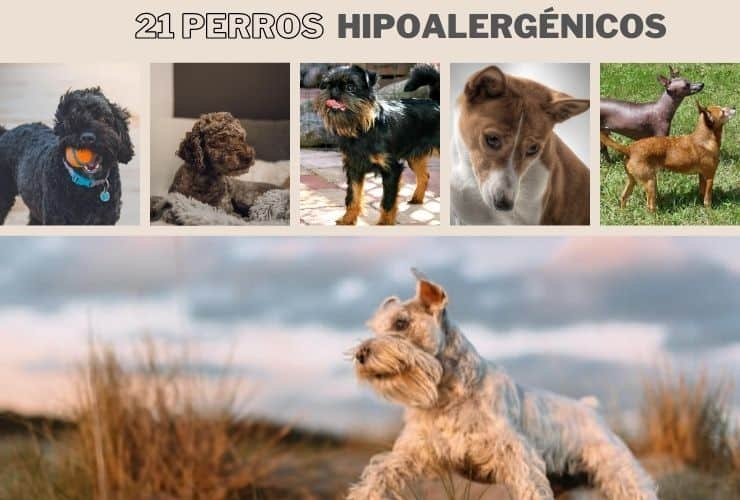 Perros Hipoalergénicos, 21 Diferentes Razas de perros que no sueltan pelo