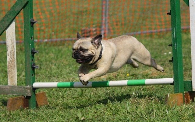 pug corriendo 