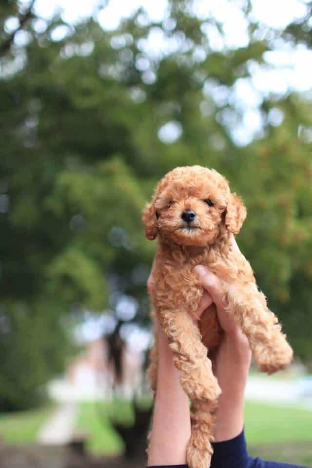 Caniche color albaricoque 