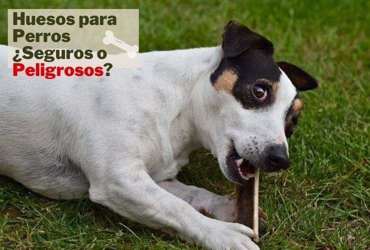 Huesos Para Perros ¿Qué Huesos son Seguros para los Perros