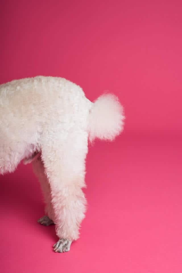 Poodle Glándulas anales pueden presentar malos olores en tu perro