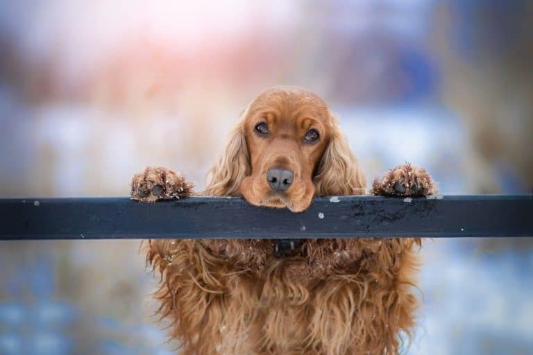 Por Qué el Cocker Spaniel Huele Mal y Que Hacer al Respecto