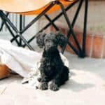 poodle caniche negro