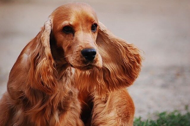 cocker-spaniel-english