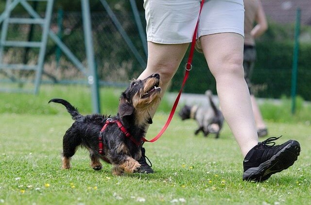 perro teckel caminar con su dueno