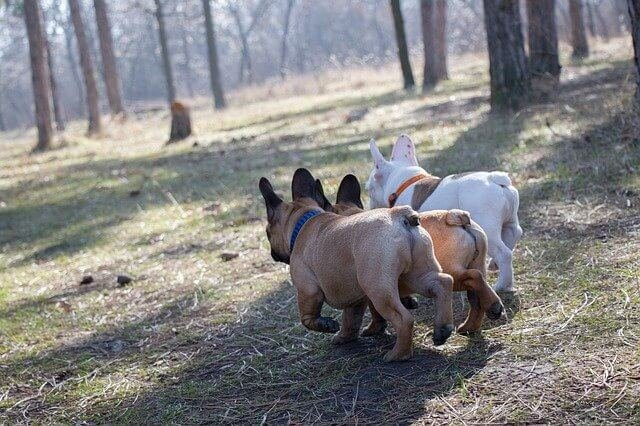 french-bulldog Glándulas anales