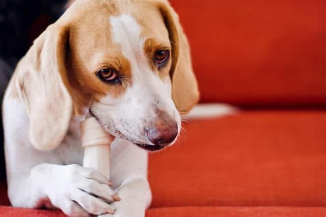 perro come hueso clases de hueso que puede comer un perro