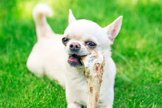 perro comiendo hueso crudo es seguro para un perro comerlos