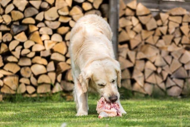 perro comiendo huesos de pollo es bueno para el