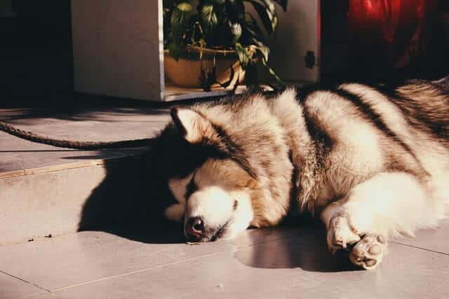 husky durmiendo afuera. Cuánto debería dormir un Husky