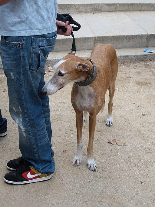 Spanish galgo - Galgo Español un su camino diario