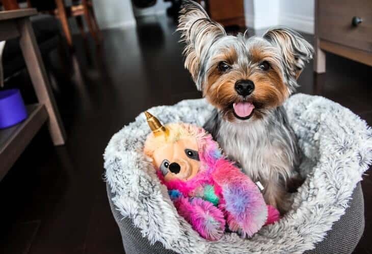 Un pequeño Yorkshire Terrier con su jugete