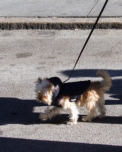 Un pequeño Yorkshire Terrier caminando