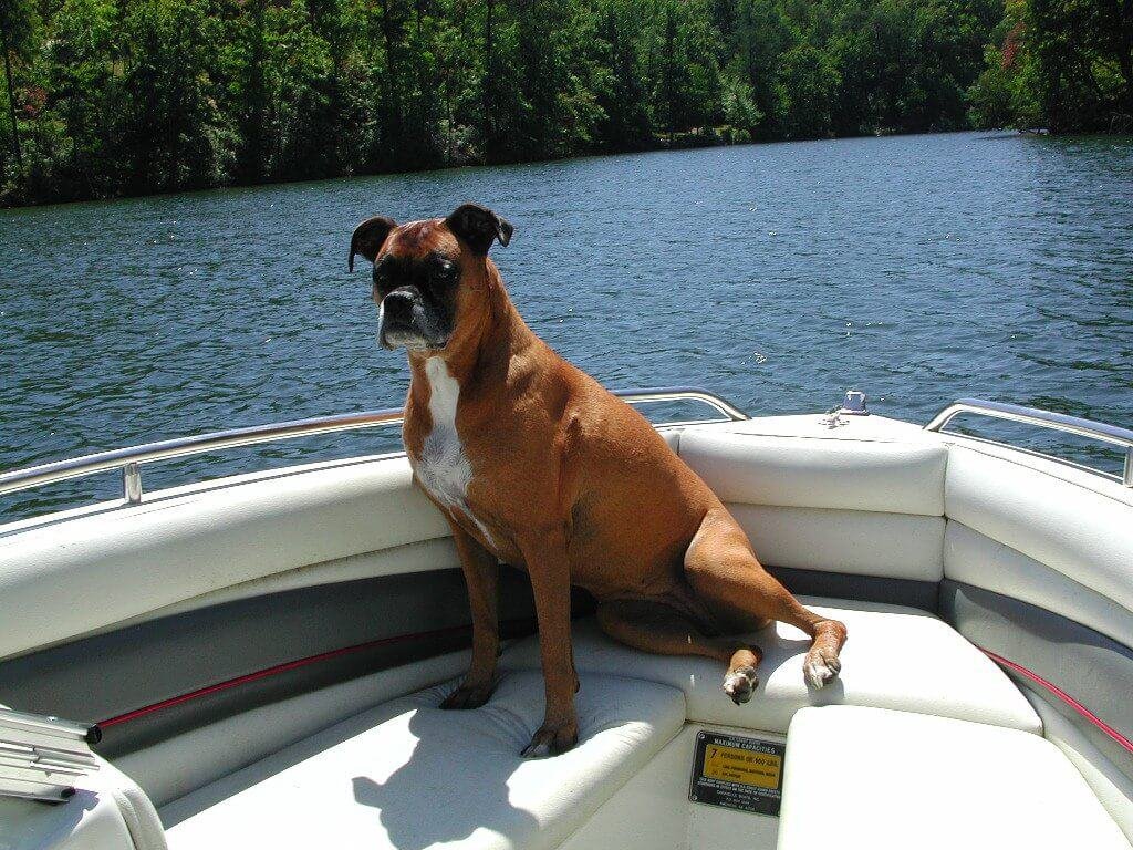 boxer en bote pueden nadar?