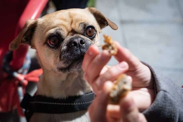 que puede comer un pug 