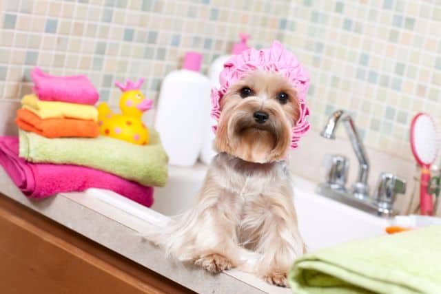  yorkshire terrier cuanto se debe banar y como cuidarlo