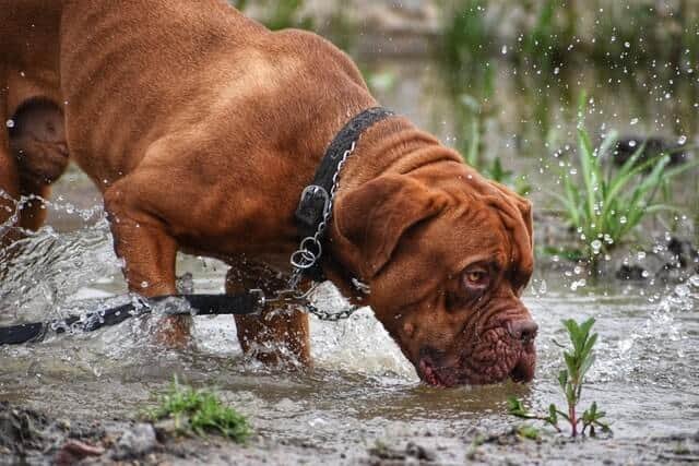 boxer tomando agua