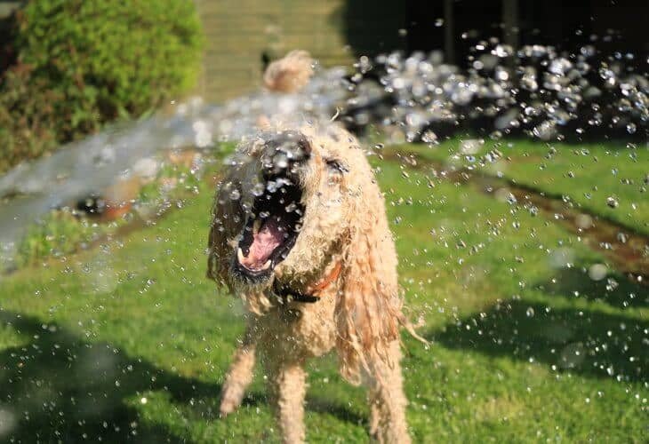 caniche tomando agua como haecr que tu caniche beba mas agua