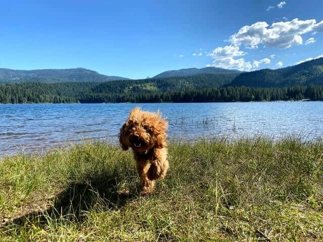 caniche correr afuera en el sol, como cudiar caniche en verano