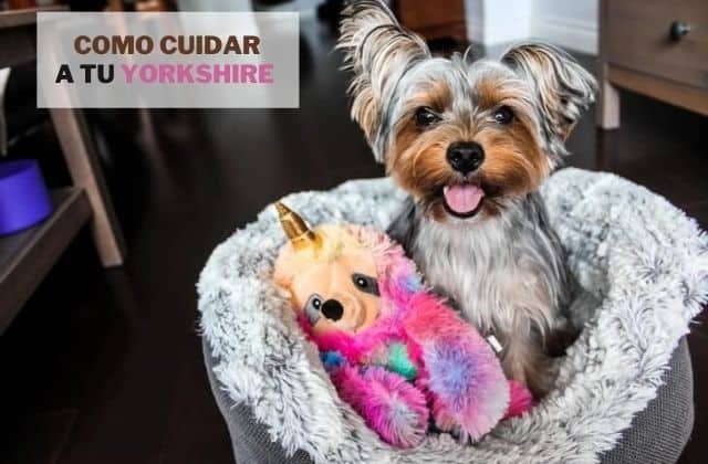 Cuidado y aseo de un Yorkshire Terrier en 7 pasos